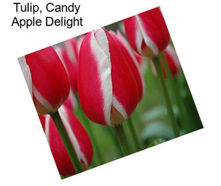Tulip, Candy Apple Delight