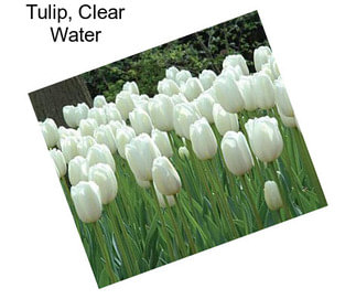 Tulip, Clear Water