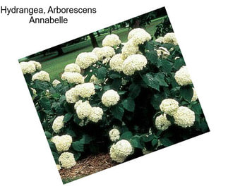 Hydrangea, Arborescens Annabelle