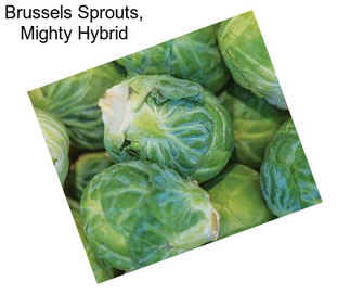 Brussels Sprouts, Mighty Hybrid