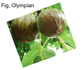 Fig, Olympian