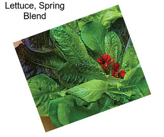 Lettuce, Spring Blend