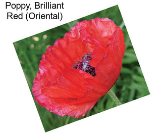 Poppy, Brilliant Red (Oriental)
