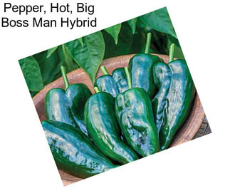Pepper, Hot, Big Boss Man Hybrid