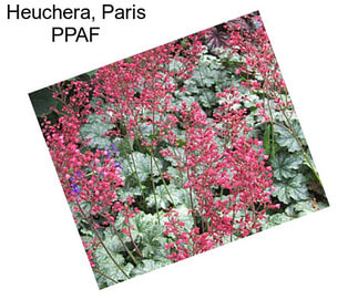 Heuchera, Paris PPAF