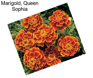 Marigold, Queen Sophia