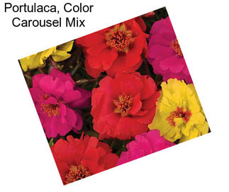 Portulaca, Color Carousel Mix