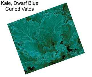 Kale, Dwarf Blue Curled Vates
