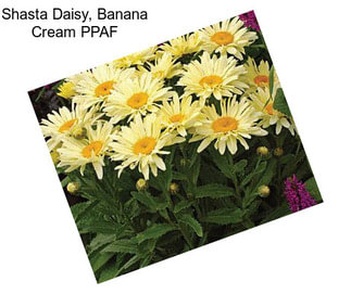Shasta Daisy, Banana Cream PPAF