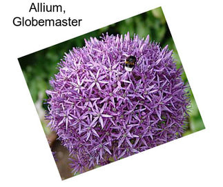 Allium, Globemaster