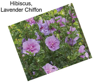Hibiscus, Lavender Chiffon
