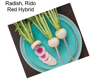 Radish, Rido Red Hybrid