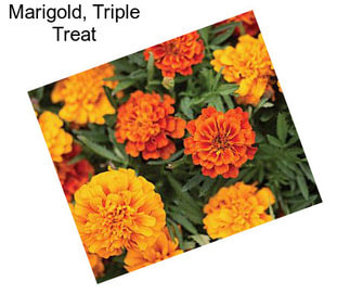 Marigold, Triple Treat