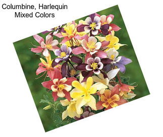 Columbine, Harlequin Mixed Colors