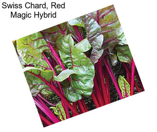 Swiss Chard, Red Magic Hybrid