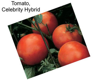 Tomato, Celebrity Hybrid