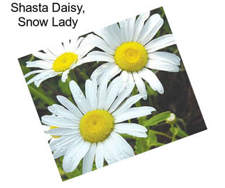 Shasta Daisy, Snow Lady