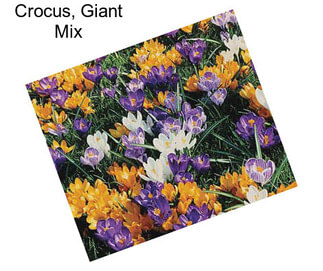 Crocus, Giant Mix