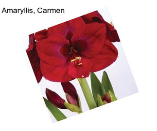 Amaryllis, Carmen