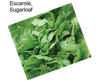 Escarole, Sugarloaf