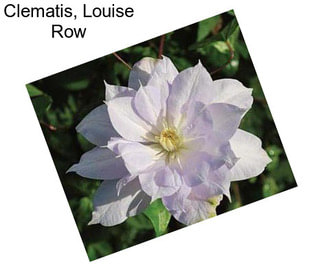 Clematis, Louise Row