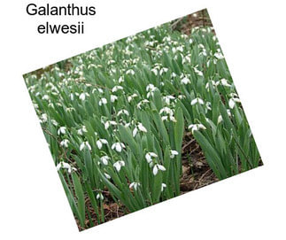 Galanthus elwesii