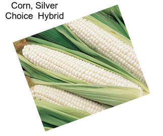 Corn, Silver Choice  Hybrid