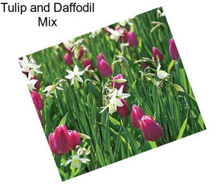 Tulip and Daffodil Mix