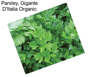 Parsley, Gigante D\'Italia Organic