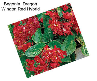 Begonia, Dragon Wingtm Red Hybrid