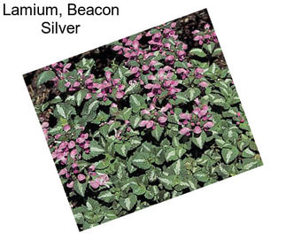 Lamium, Beacon Silver