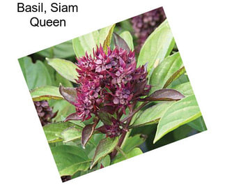 Basil, Siam Queen