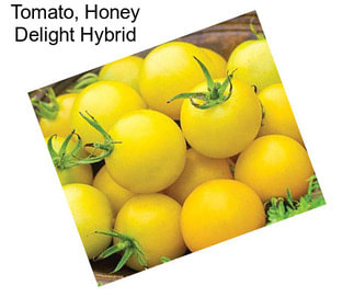 Tomato, Honey Delight Hybrid