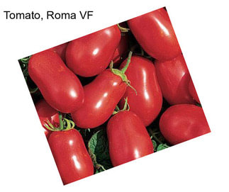 Tomato, Roma VF