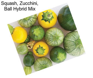 Squash, Zucchini, Ball Hybrid Mix