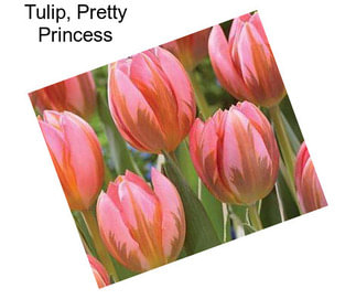 Tulip, Pretty Princess