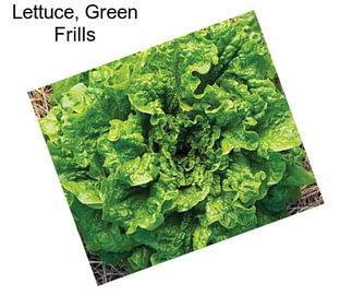 Lettuce, Green Frills