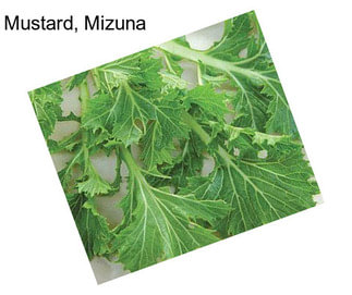 Mustard, Mizuna