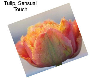 Tulip, Sensual Touch