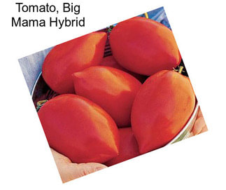 Tomato, Big Mama Hybrid