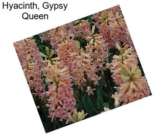 Hyacinth, Gypsy Queen