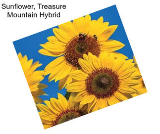 Sunflower, Treasure Mountain Hybrid