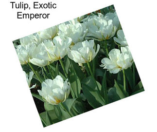 Tulip, Exotic Emperor