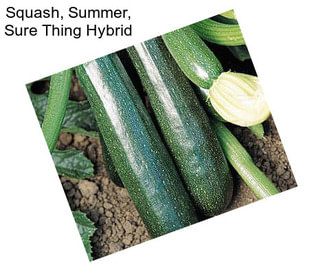 Squash, Summer, Sure Thing Hybrid