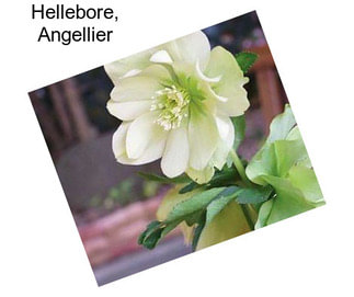 Hellebore, Angellier