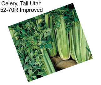 Celery, Tall Utah 52-70R Improved