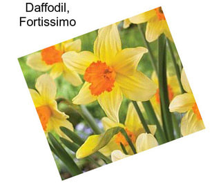 Daffodil, Fortissimo