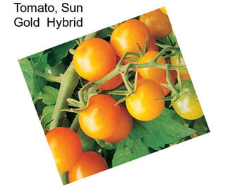 Tomato, Sun Gold  Hybrid