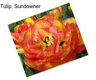 Tulip, Sundowner