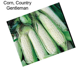 Corn, Country Gentleman